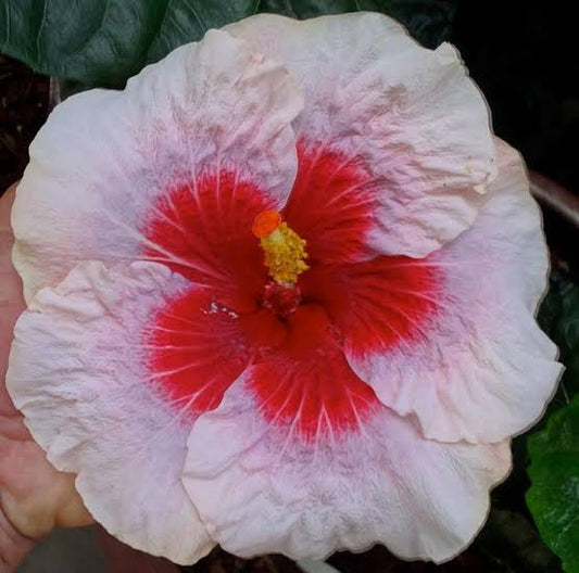 Cajun Showtime Cajun Hibiscus