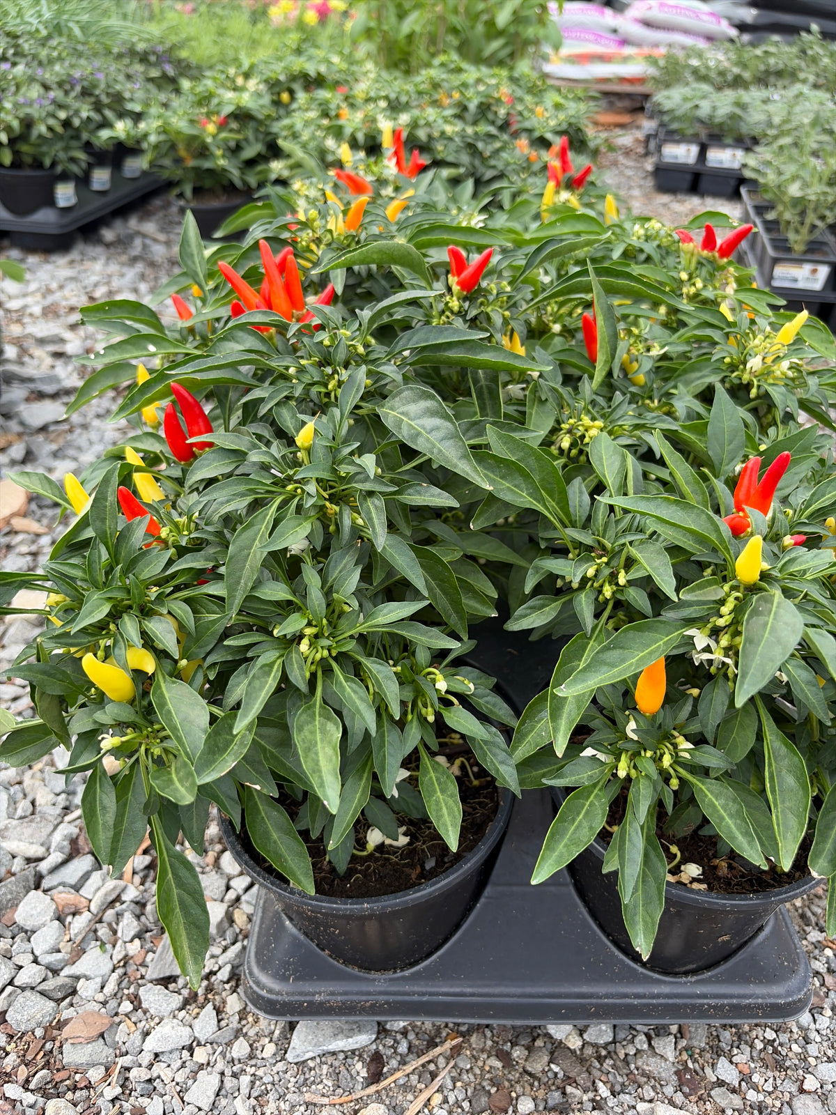 Ornamental Pepper