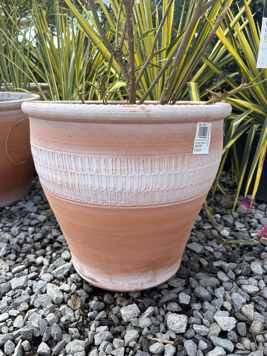 16” Pakistani Caliente Planter