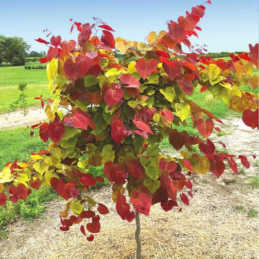 Flame Thrower Redbud