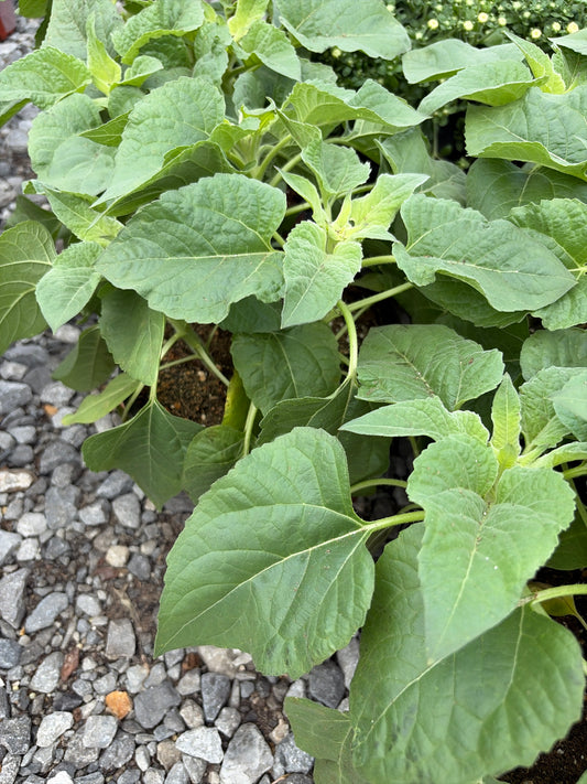 ‘Ballad’ Dwarf Sunflower