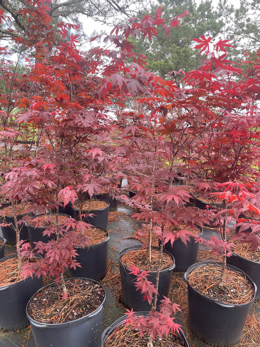 Bloodgood Japanese Maple