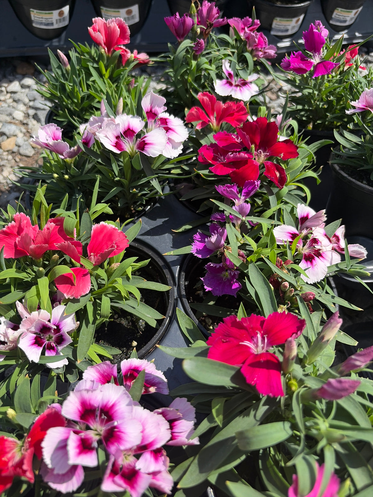 Dianthus