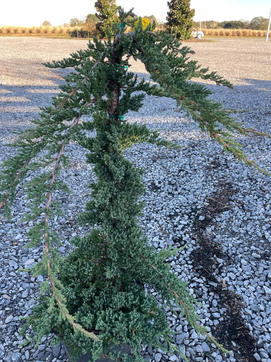 Procumbens Juniper Bonsai