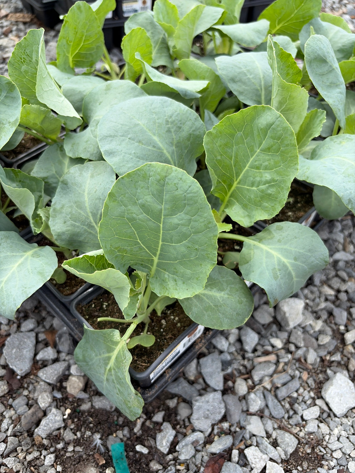 Cauliflower