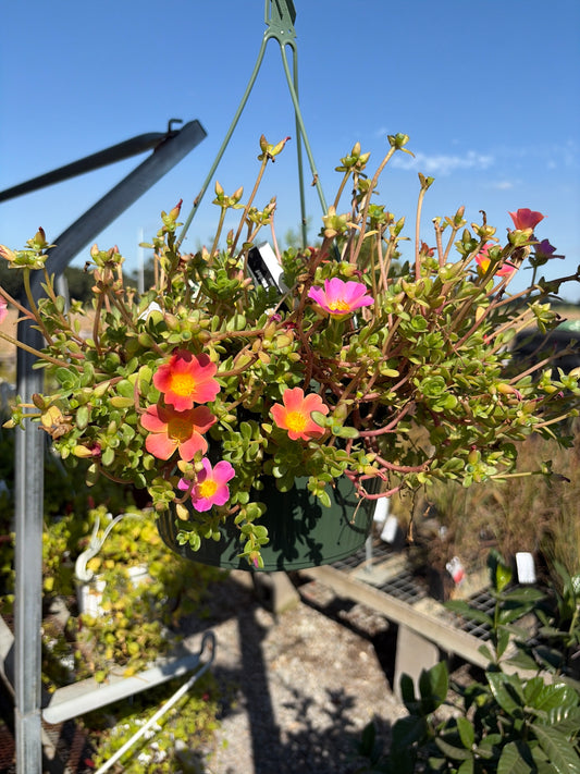 10” Portulaca Hanging Basket