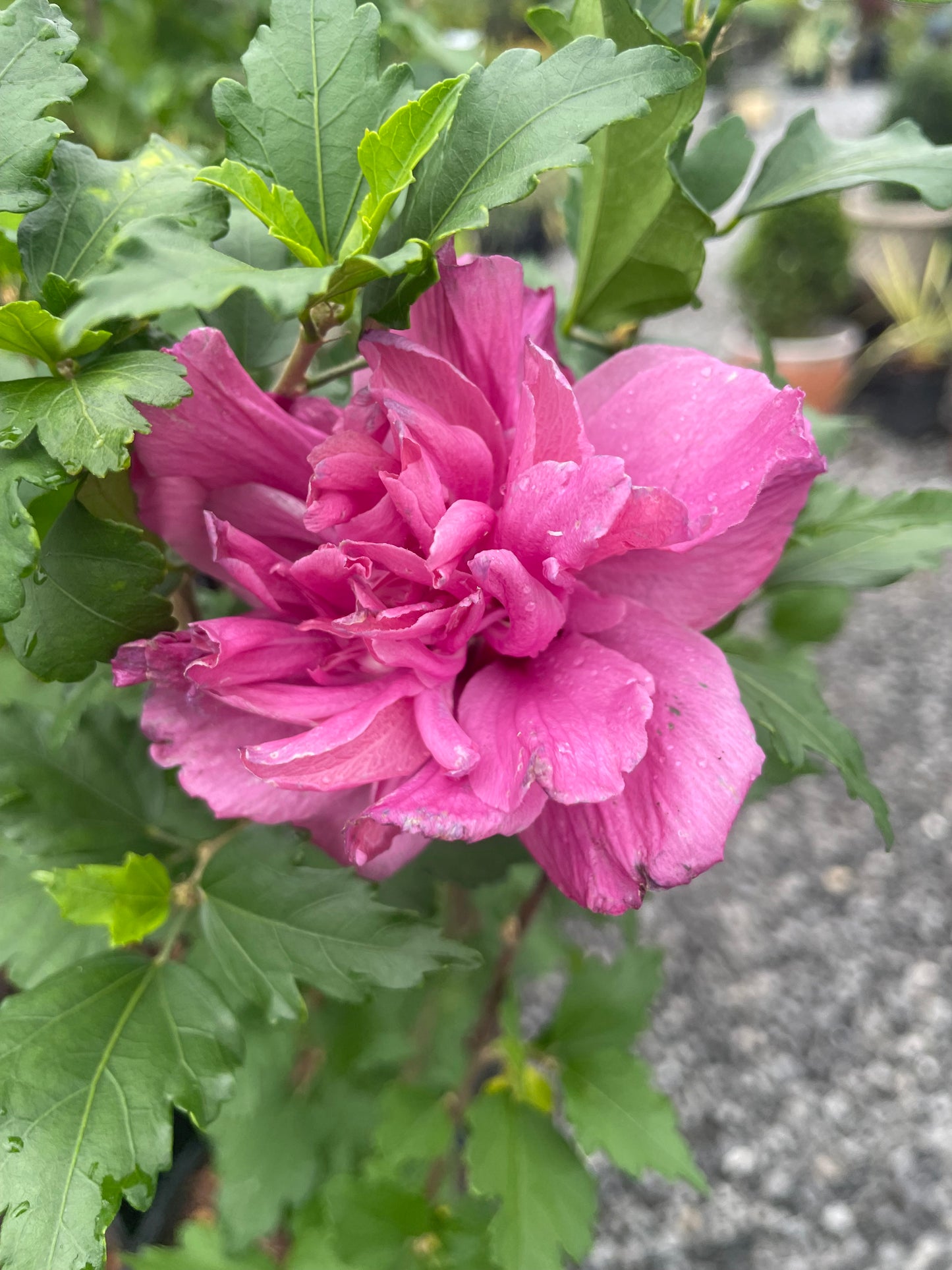 Pink Althea (Rose of Sharon)