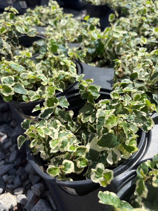 Ficus Repens Fig Ivy