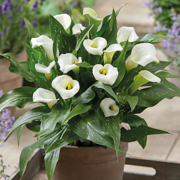 Capt. Fresco White Calla Lilly