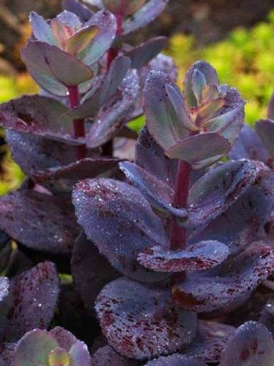 Sun Sparkler Blue Pearl Sedum
