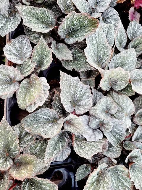 Cool White Rex Begonia