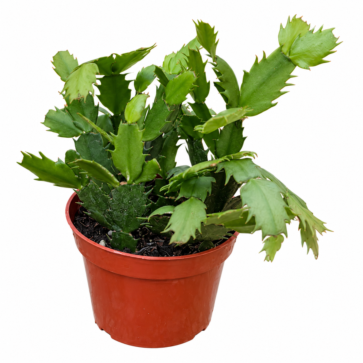 Yellow Christmas Cactus