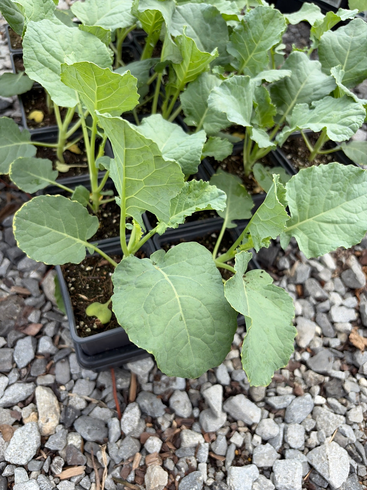 Broccoli
