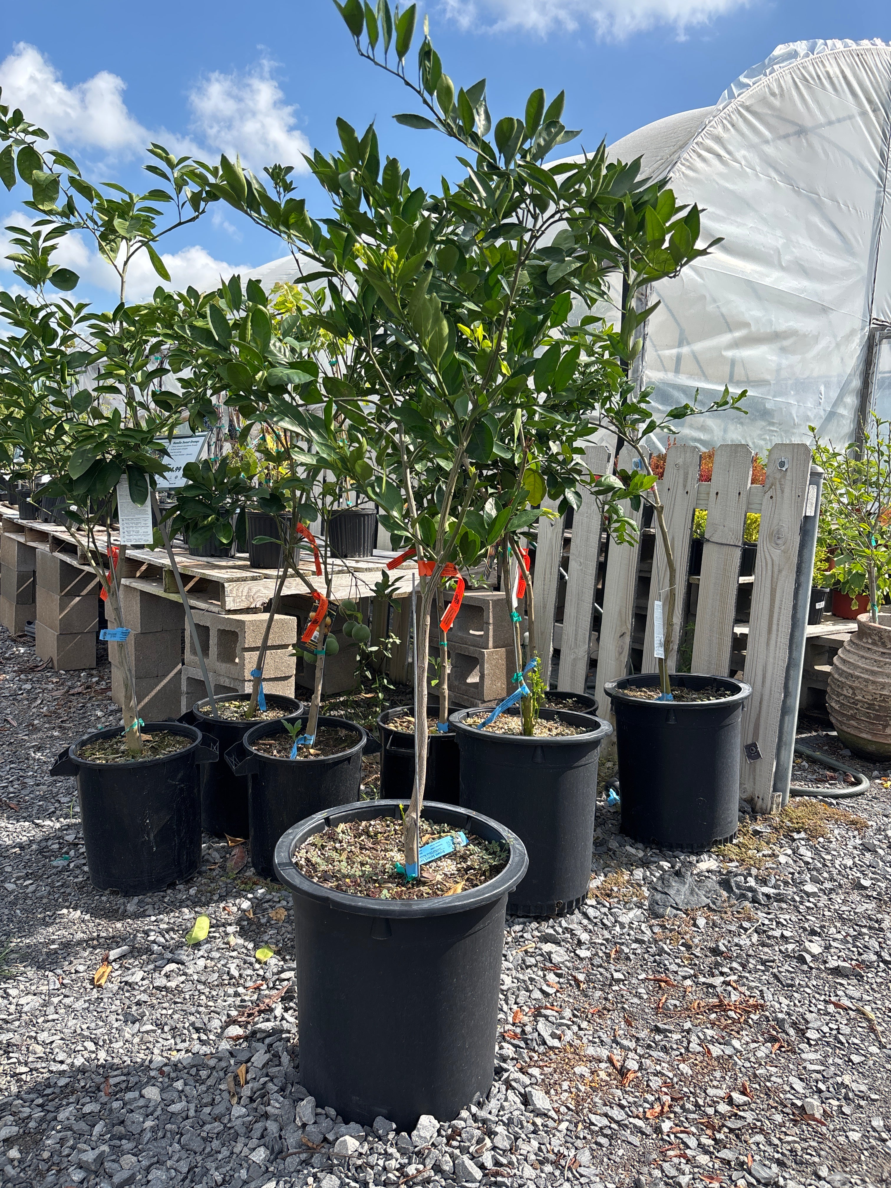 Brown Select Satsuma | Cold Hardy Citrus | Broussard, LA – Cane