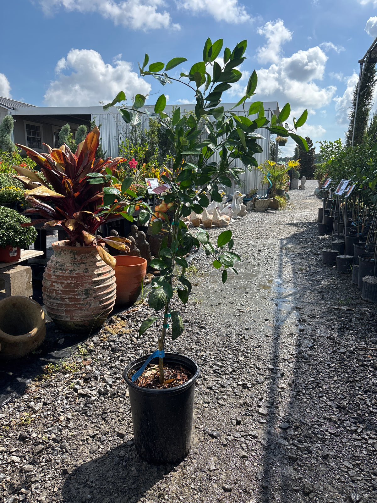 Young Owari satsuma tree in a nursery pot