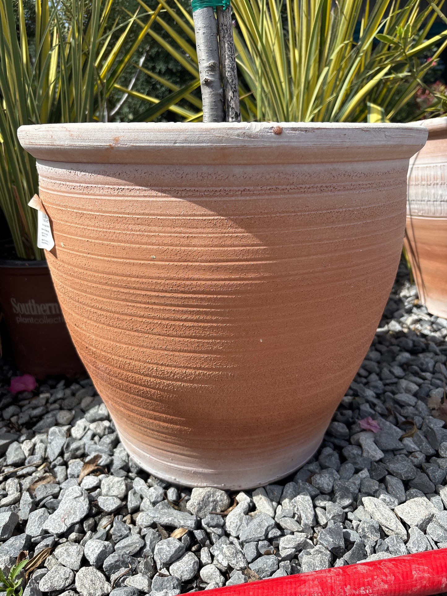 16” Pakistani Salsa Planter