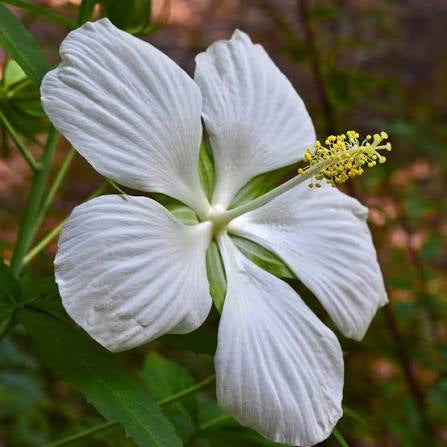 White Texas Star Hibiscus