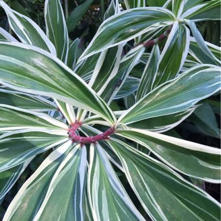 Variegated Corkscrew Ginger