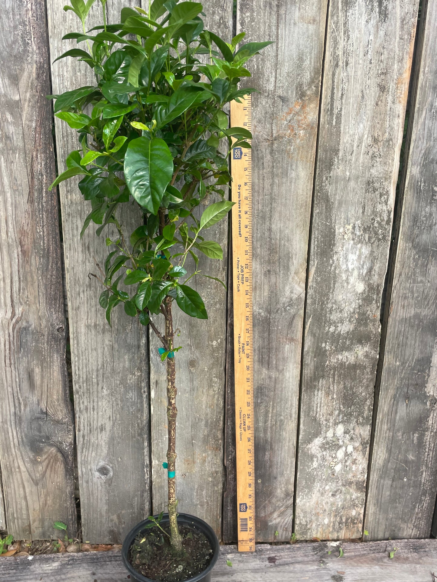 Aimee Gardenia Tree