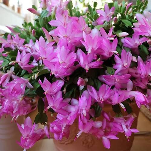 Lavender Christmas Cactus