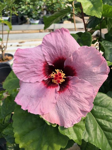 April Dawn Cajun Hibiscus