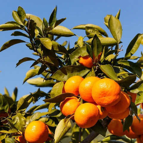 Ripe Arctic Frost satsumas on the branch