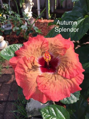 Autumn Splendor Cajun Hibiscus