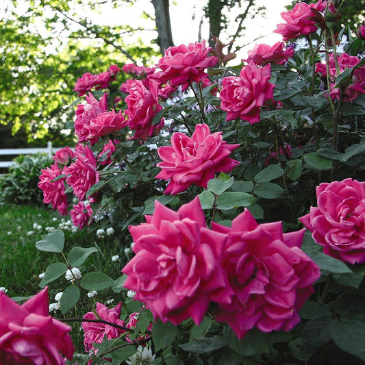 Double Pink Knockout Rose