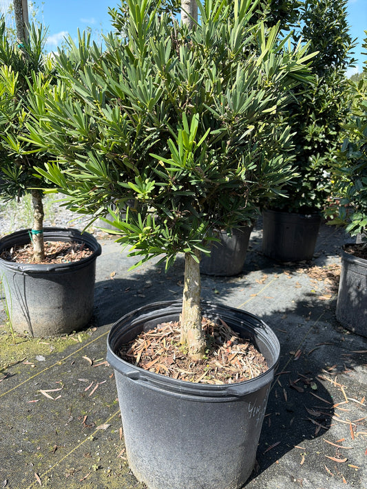 Japanese Yew Lollipop Topiary