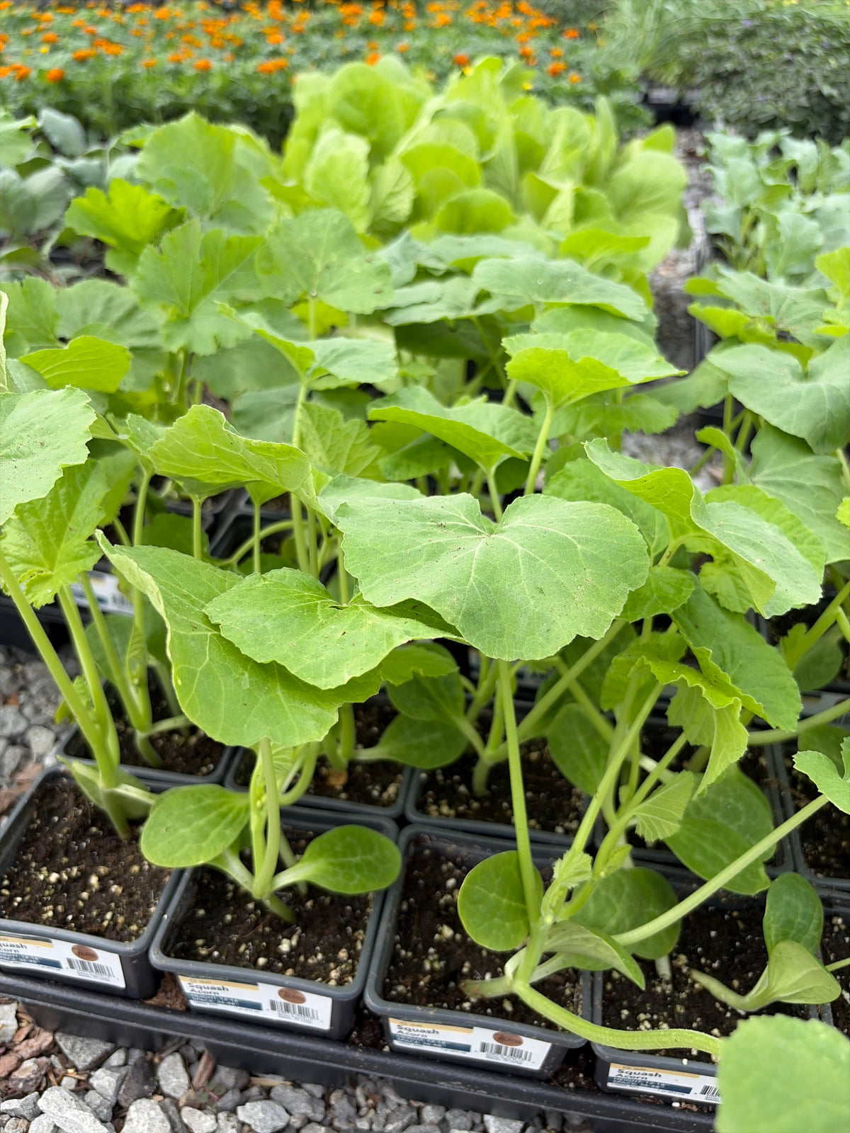 Squash Vegetable