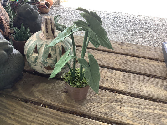 12” Alocasia  fake plant