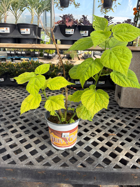 6” Gallon Luna Red Perennial Hibiscus