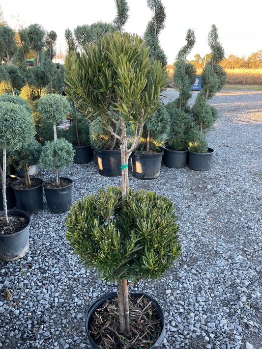Japanese Yew 2 Ball Topiary