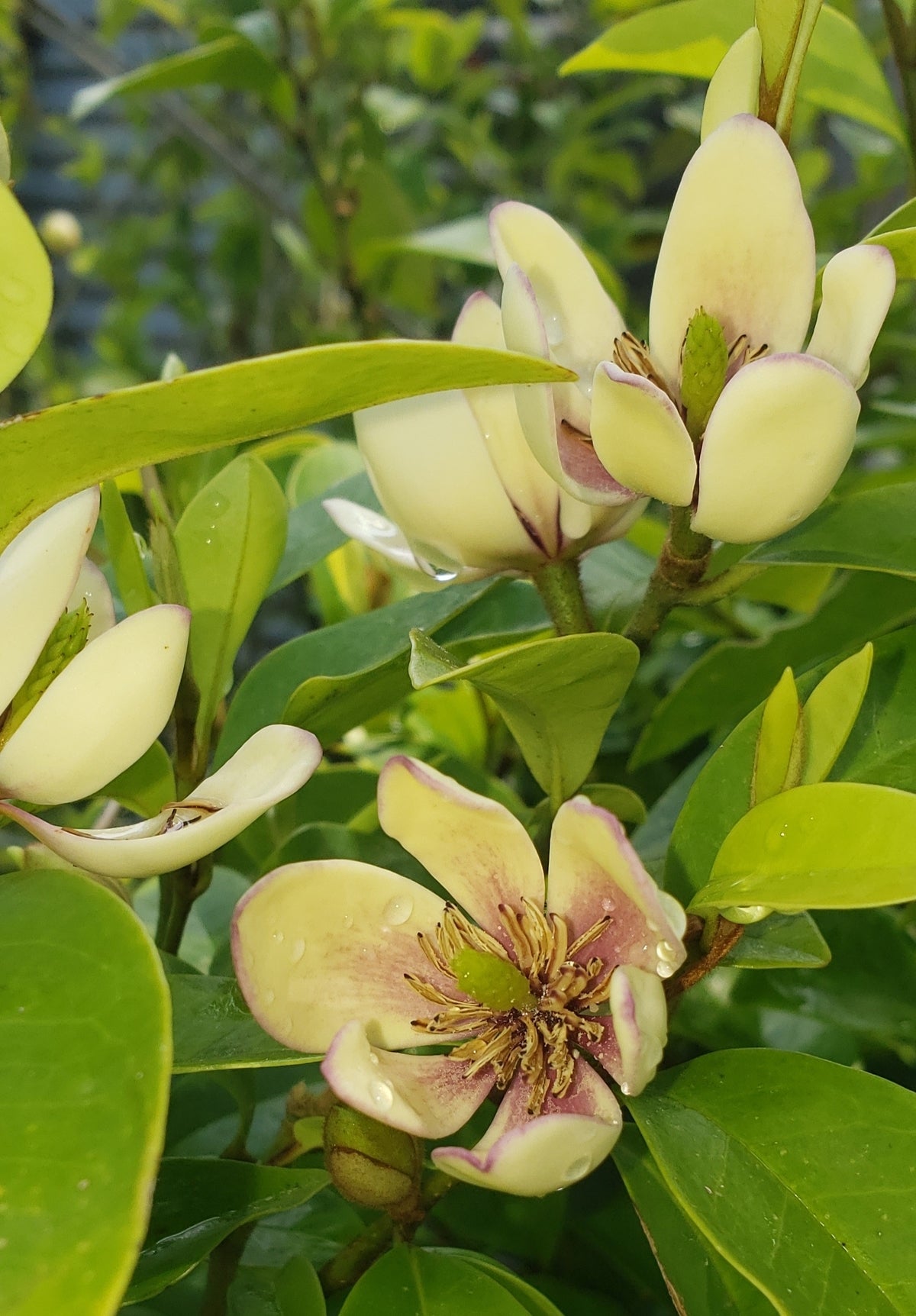Banana magnolia branches with cream blooms and buds