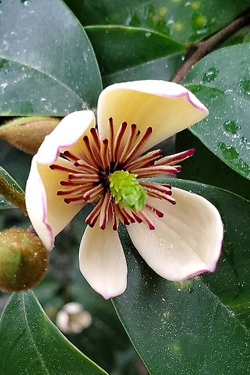 Creamy banana magnolia flower with a maroon center