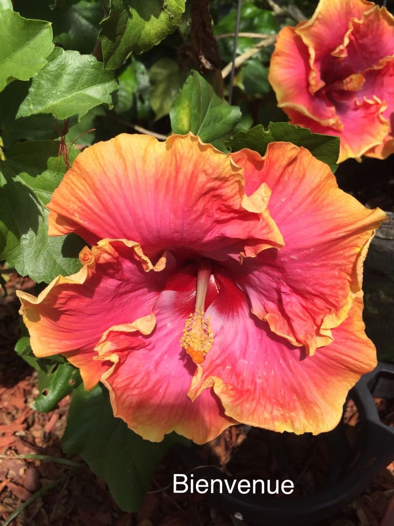 Bienvenue Cajun Hibiscus
