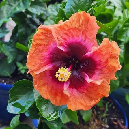 Big Easy Cajun Hibiscus