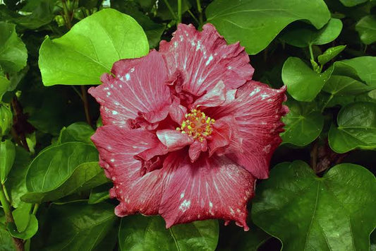 Bold Idea Cajun Hibiscus