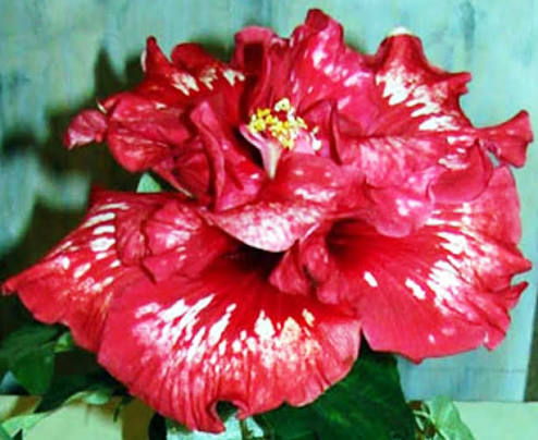 Bold Idea Cajun Hibiscus