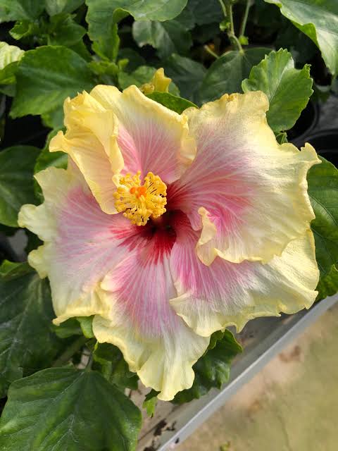 Bold & Sassy Cajun Hibiscus
