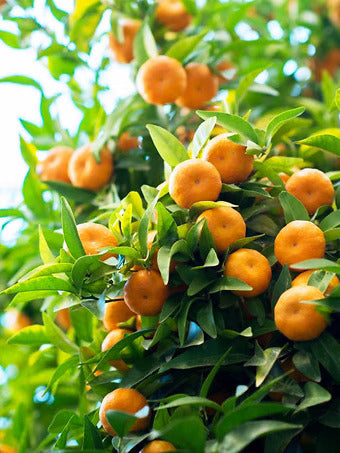 Bumper Satsuma