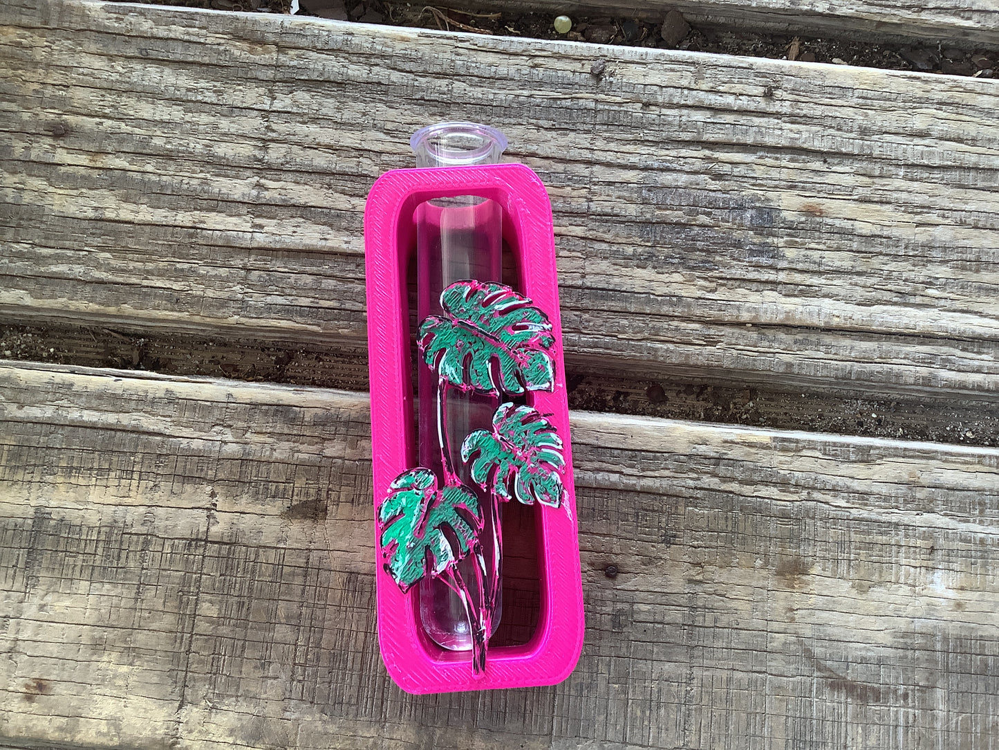 Magenta monstera propagation