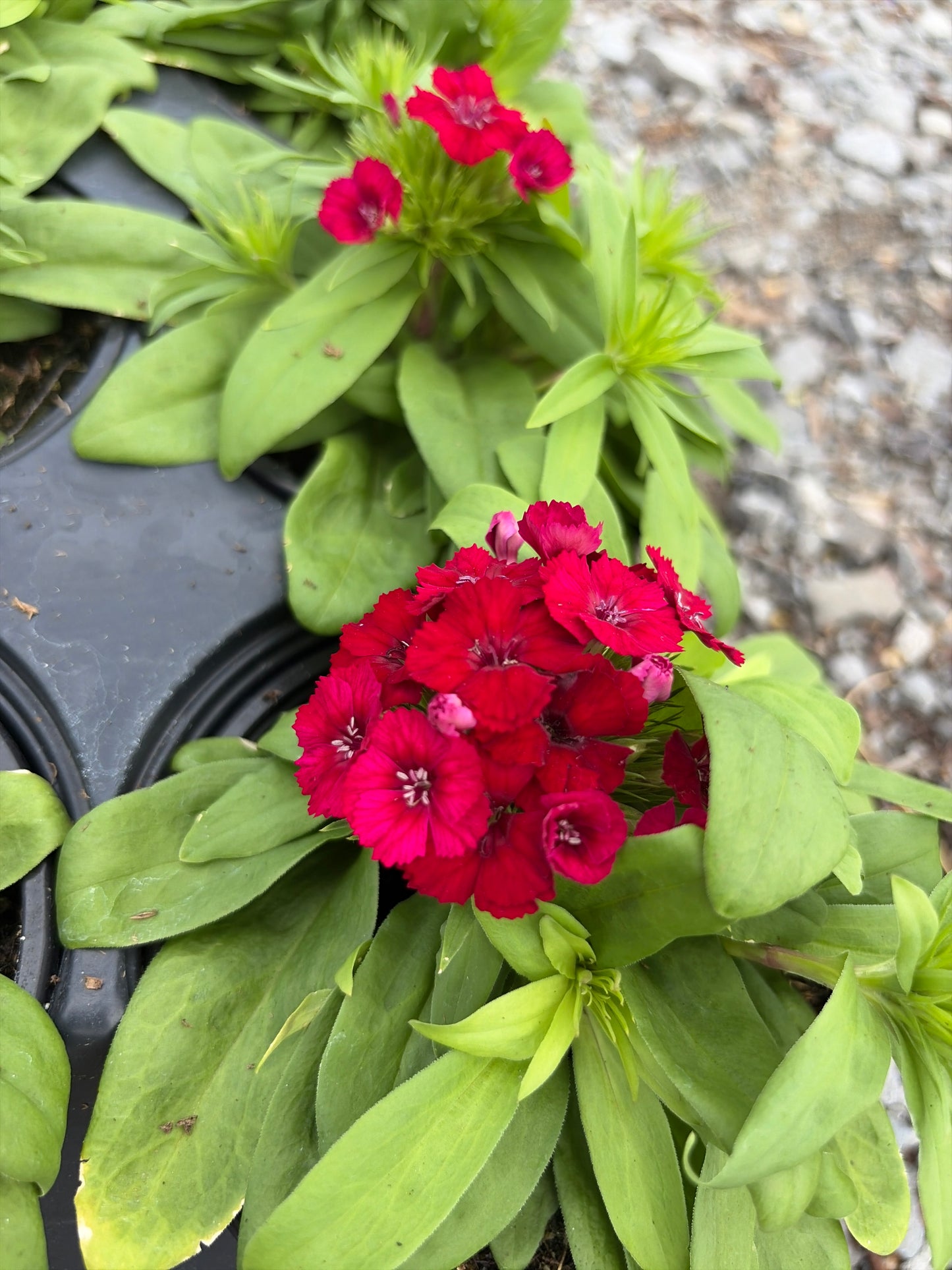 Dart Raspberry Dianthus