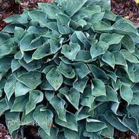 Patriot Hosta