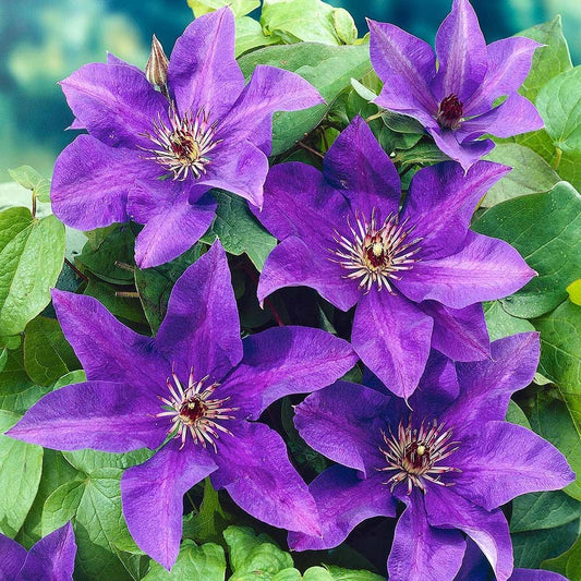 The President Clematis