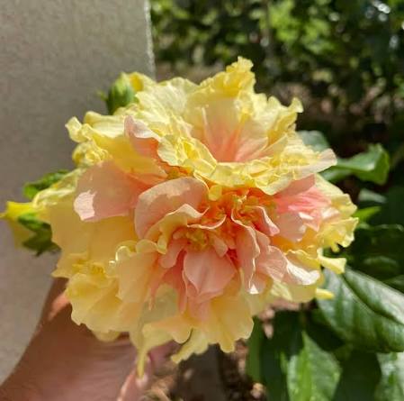 Cajun Two Step Cajun Hibiscus