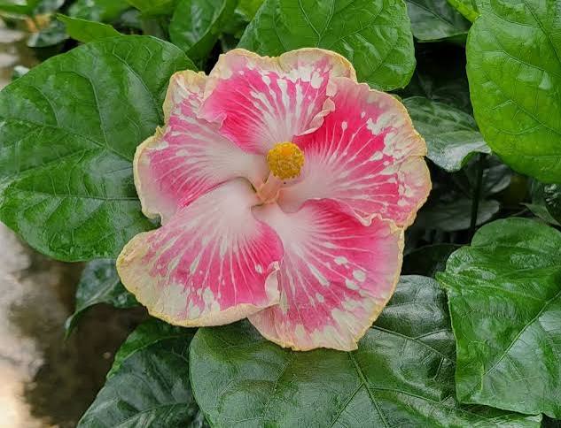 Cajun Fascination Cajun Hibiscus