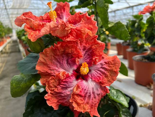 Cajun Sunshine Cajun Hibiscus