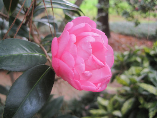 Taylor's Perfection camellia, a light pink semi-double bloom