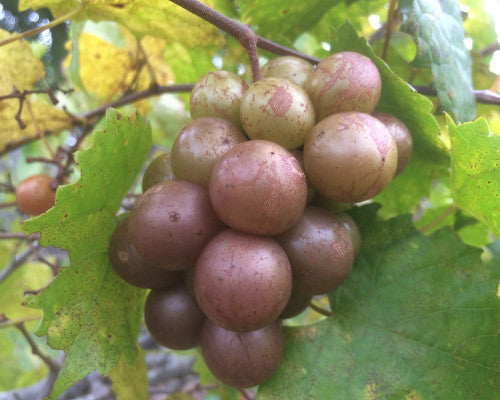 Carlos Muscadine